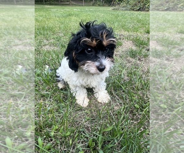 Medium Photo #37 Cavapoo-Poodle (Miniature) Mix Puppy For Sale in DURHAM, CT, USA