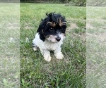 Small #36 Cavapoo-Poodle (Miniature) Mix