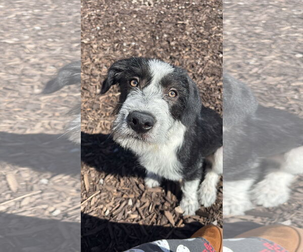 Medium Photo #1 Bearded Collie-Labrador Retriever Mix Puppy For Sale in MIDWAY, UT, USA