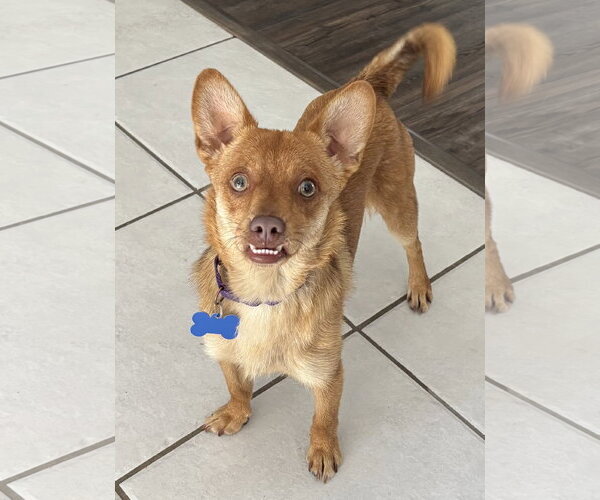Medium Photo #1 Chihuahua Puppy For Sale in Menifee, CA, USA