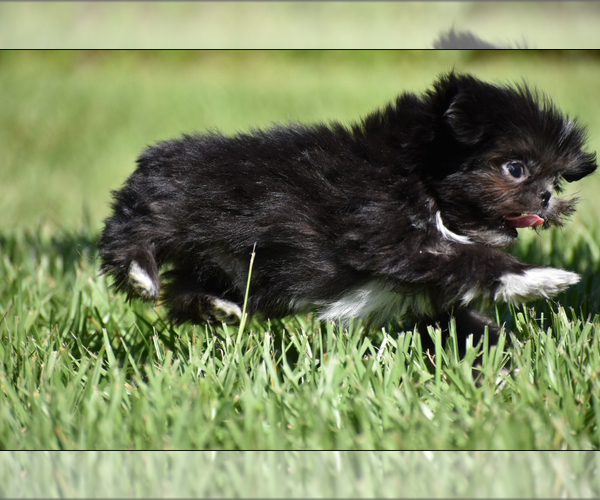 Medium Photo #6 Shih Tzu Puppy For Sale in PALM COAST, FL, USA