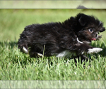 Small #5 Shih Tzu