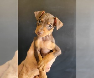 Miniature Pinscher Puppy for sale in FORT WORTH, TX, USA