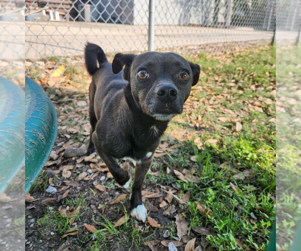 Medium Photo #5 Chihuahua-Unknown Mix Puppy For Sale in Rockaway, NJ, USA