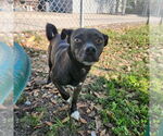 Small #4 Chihuahua Mix