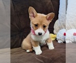 Small Photo #22 Pembroke Welsh Corgi Puppy For Sale in ARROYO GRANDE, CA, USA