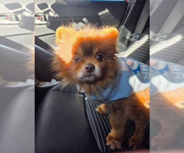 Medium Photo #2 Pomeranian Puppy For Sale in Lakewood, CO, USA