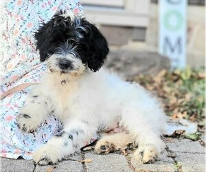 Portuguese Water Dog Puppy for Sale in NEWVILLE, Pennsylvania USA