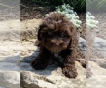 Small Photo #3 Lhasa Apso-Poodle (Toy) Mix Puppy For Sale in CANOGA, NY, USA