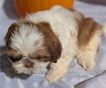 Small #10 Shih Tzu