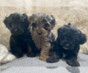 Maltipoo Puppy for sale in FAIR HAVEN, MI, USA