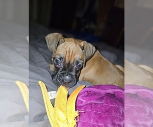 Boxer Puppy for sale in WYALUSING, PA, USA