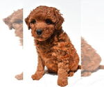 Small #29 Goldendoodle mix (+ Poodle Miniature)