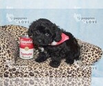 Small Photo #10 YorkiePoo Puppy For Sale in SANGER, TX, USA
