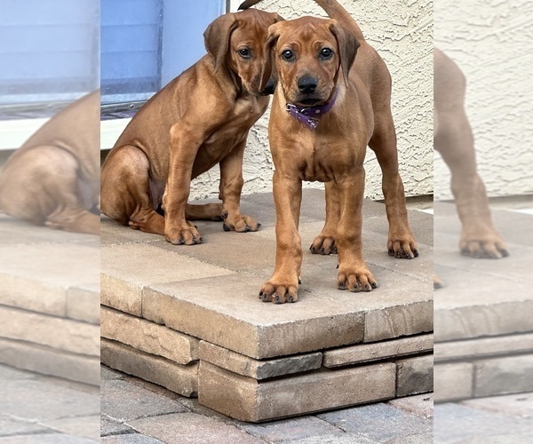Medium Photo #1 Rhodesian Ridgeback Puppy For Sale in SURPRISE, AZ, USA
