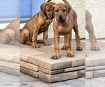 Image preview for Ad Listing. Nickname: Litter of 2