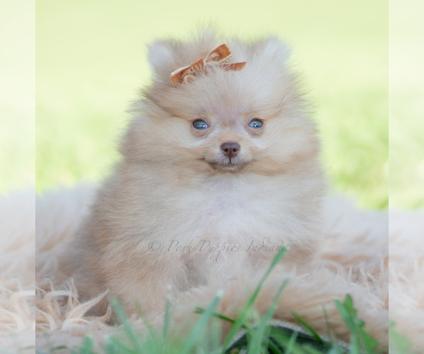 Medium Photo #5 Pomeranian Puppy For Sale in WARSAW, IN, USA