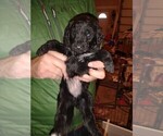 Small Photo #9 Shepadoodle Puppy For Sale in FOUNTAIN, CO, USA