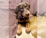 Small Photo #1 Doberman Pinscher Puppy For Sale in HATTIESBURG, MS, USA