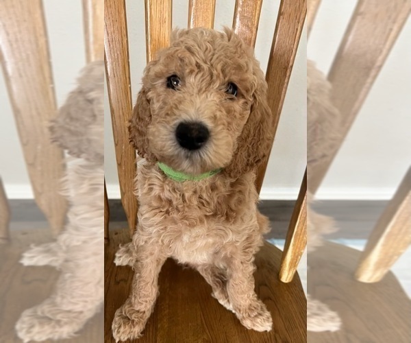 Medium Photo #1 Goldendoodle Puppy For Sale in VERNONIA, OR, USA