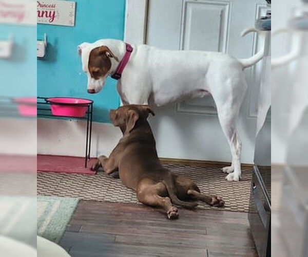 Medium Photo #16 American Pit Bull Terrier-Unknown Mix Puppy For Sale in Oakhurst, NJ, USA