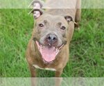 Small American Staffordshire Terrier Mix