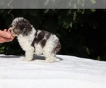 Small #17 Goldendoodle (Miniature)