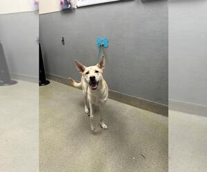 Labrador Retriever-Unknown Mix Dogs for adoption in Las Vegas, NV, USA