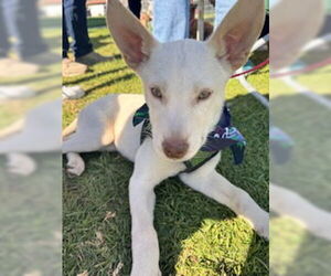 Huskies -Unknown Mix Dogs for adoption in Lake Elsinore, CA, USA
