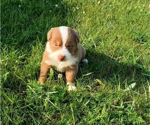 Australian Shepherd Puppy for sale in MARINETTE, WI, USA