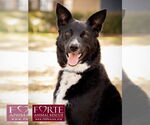 Small #3 Border Collie Mix