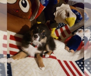 Miniature Australian Shepherd Puppy for sale in BALDWINSVILLE, NY, USA