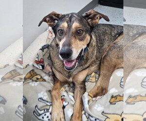 German Shepherd Dog-Unknown Mix Dogs for adoption in Greenville, IL, USA