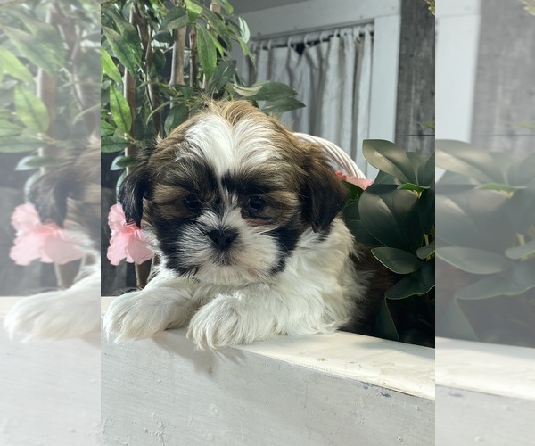 Medium Photo #1 Shih Apso Puppy For Sale in CANOGA, NY, USA