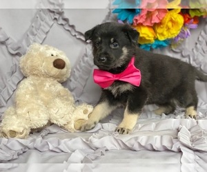 German Shepherd Dog Puppy for sale in LANCASTER, PA, USA