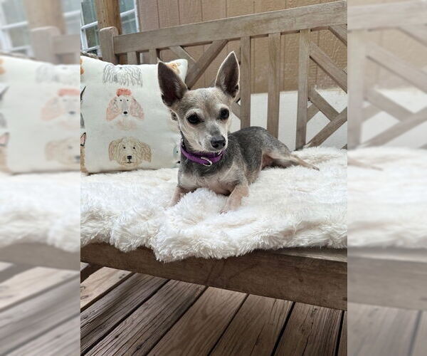 Medium Photo #4 Chihuahua-Unknown Mix Puppy For Sale in Oak Bluffs, MA, USA