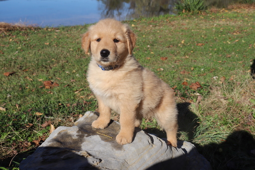 Medium Photo #7 Golden Retriever Puppy For Sale in HARRISON, TN, USA