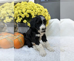 Stella - Female Bordoodle Puppy for Sale - Photo #3