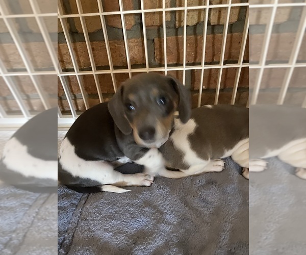 Medium Photo #50 Dachshund Puppy For Sale in LUBBOCK, TX, USA