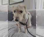 Small #1 Jack Russell Terrier Mix