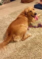 Mother of the Golden Retriever puppies born on 10/10/2018