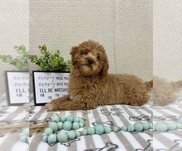 Medium Photo #4 Goldendoodle mix (+ Poodle Miniature) Puppy For Sale in INDIANAPOLIS, IN, USA