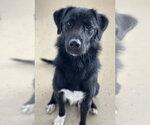 Small #7 Labrador Retriever Mix