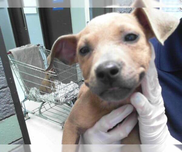 Medium Photo #1 American Pit Bull Terrier-Unknown Mix Puppy For Sale in Tulsa, OK, USA