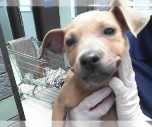 American Pit Bull Terrier-Unknown Mix Dogs for adoption in Tulsa, OK, USA