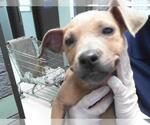 Small American Pit Bull Terrier Mix