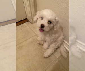 Maltese Puppy for sale in CEDAR HILL, TX, USA