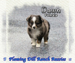 Small #3 Miniature Australian Shepherd