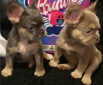 Small #12 French Bulldog