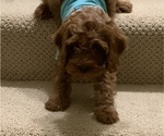 Small Photo #10 Cavapoo Puppy For Sale in GOSHEN, IN, USA